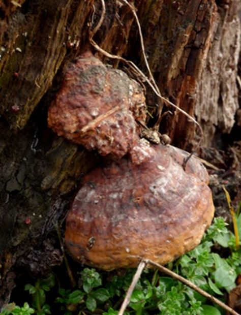 Young fruiting bodies on an alder stump along the River Great Ouse, Bedfordshire